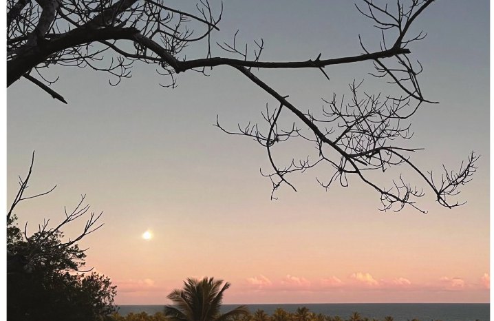 Pôr do sol visto entre galhos